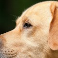 Zijn labs goede huishonden?
