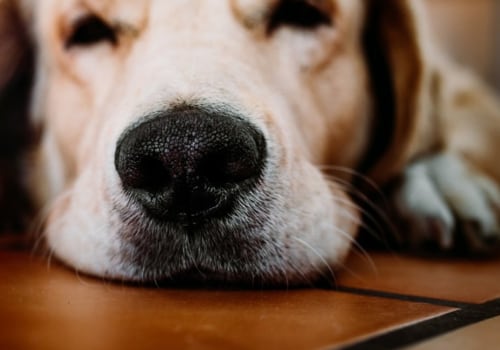 Wat is de meest voorkomende doodsoorzaak bij labradors?