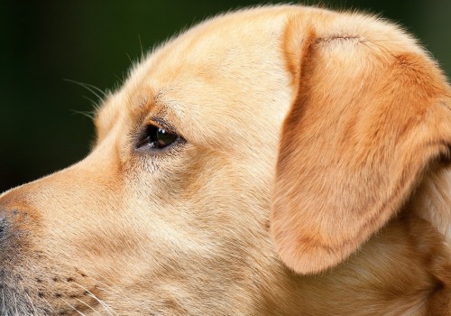 Zijn labs goede huishonden?